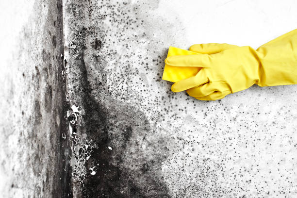 Best Crawl Space Mold Removal  in Clifton Knolls Mill Creek, NY