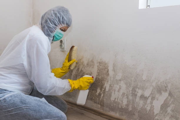 Best Attic Mold Removal  in Clifton Knolls Mill Creek, NY